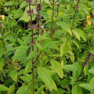 Basilic réglisse