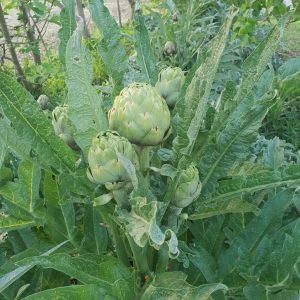 Artichaut gros vert de Laons