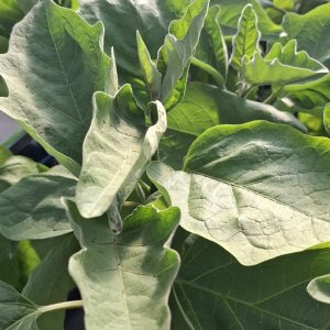 Aubergine gréffée longue violette