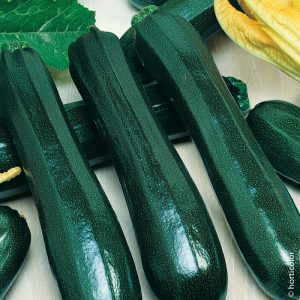 Courgette noire maraichère non coureuse