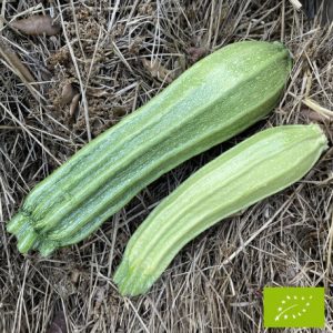 Courgette genovese