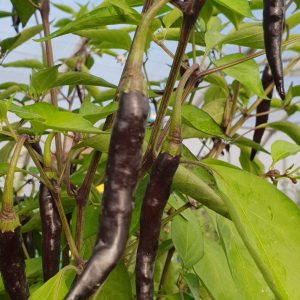 Piment long de la Réunion