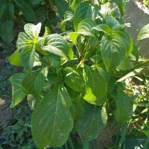 Basilic green pepper