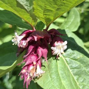 Herbe au caramel ou aux faisans dorés