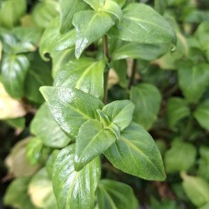 Rungia klossii (herbe champignon)