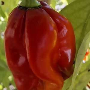 Piment habanéro ou piment antillais