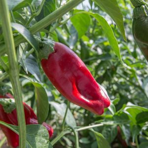 Piment guajillo